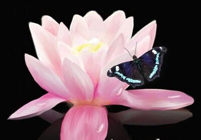 Pink lotus flower with a blue butterfly.